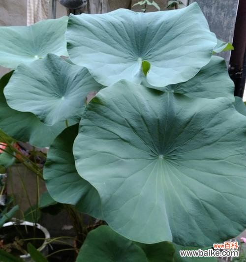 重生与希望的呼唤 叶底花