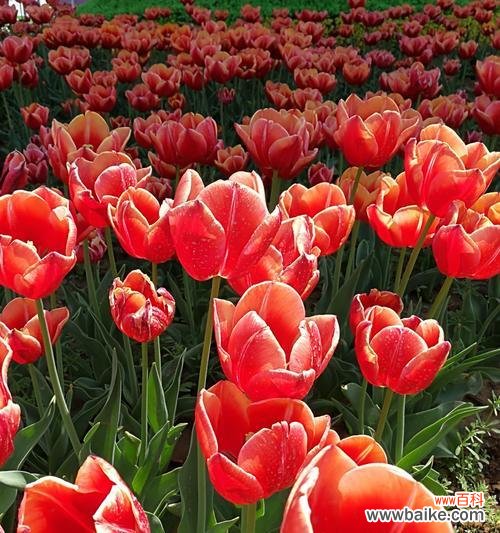 探索野生郁金香的花语 野生郁金香的花语