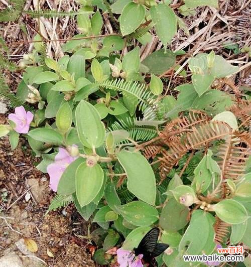 花语与传说 野牡丹