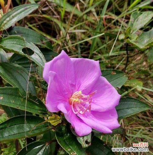 花语与传说 野牡丹