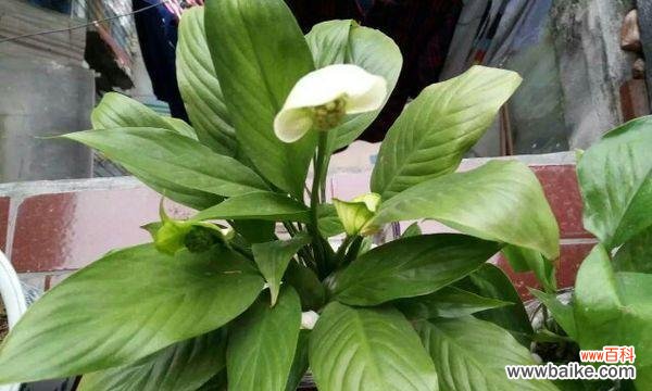 人生如花 以一帆风顺开花，预示着什么