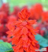 探索花朵语言中的秘密 一串红花的花语与开放季节