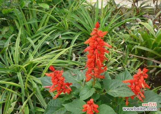 探索花朵语言中的秘密 一串红花的花语与开放季节