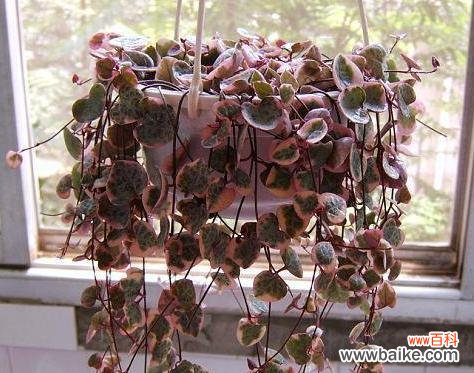 多肉植物的爱情寓意与故事 以爱为名,缱绻多肉,传递爱情的美好