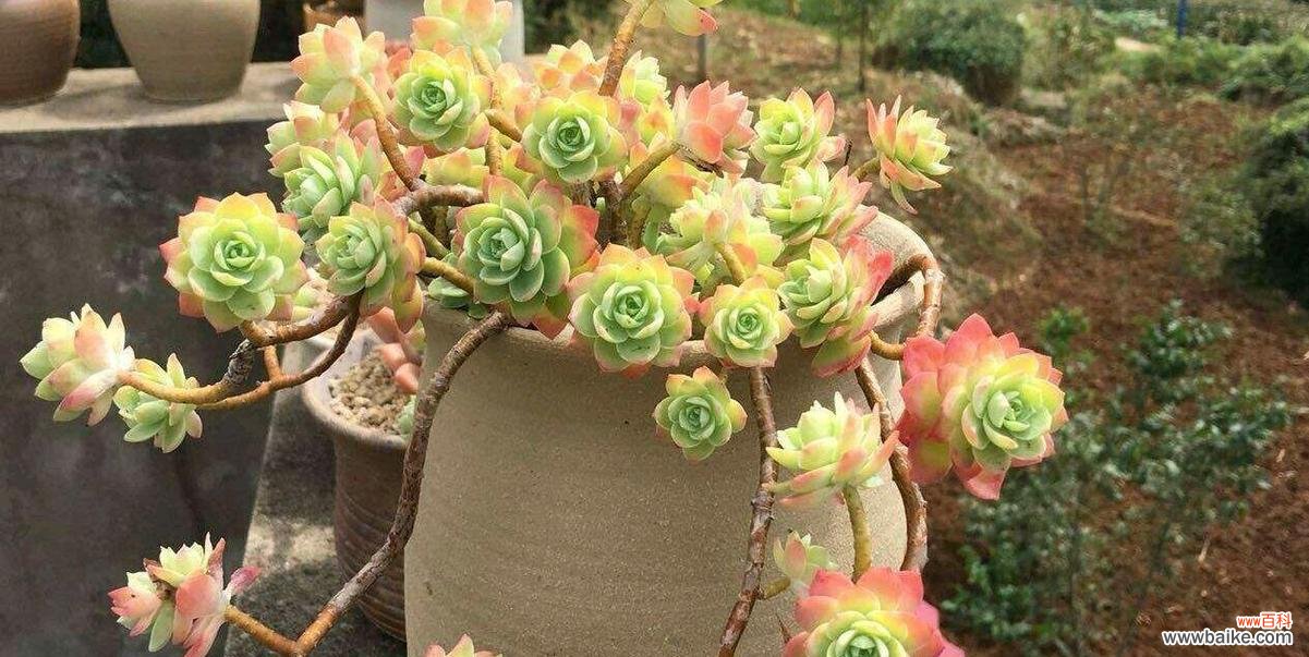 多肉植物的爱情寓意与故事 以爱为名,缱绻多肉,传递爱情的美好