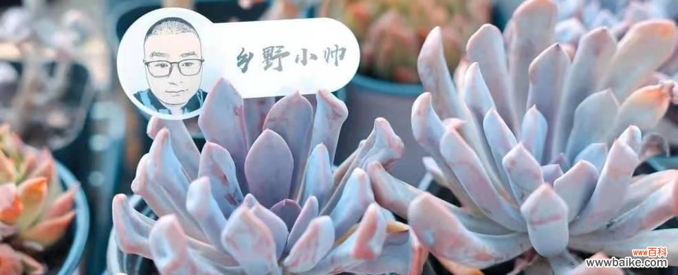 多肉植物的爱情寓意与故事 以爱为名,缱绻多肉,传递爱情的美好