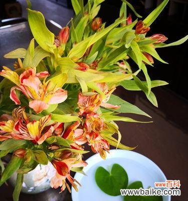 探寻一叶莲的内涵与象征 一叶莲的寓意与花语