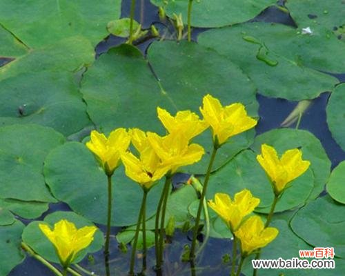 探寻一叶莲的内涵与象征 一叶莲的寓意与花语