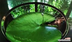 探寻一叶莲的内涵与象征 一叶莲的寓意与花语