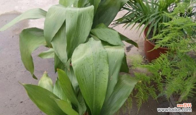 以一叶兰开花预示着的深意与寓意 一叶兰的盛开