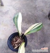 以一叶兰开花预示着的深意与寓意 一叶兰的盛开