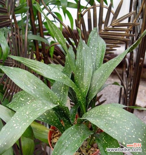 以一叶兰开花预示着的深意与寓意 一叶兰的盛开