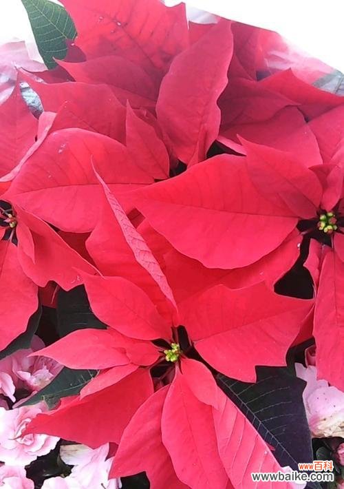 盛开的希望 一品红花语与传说故事