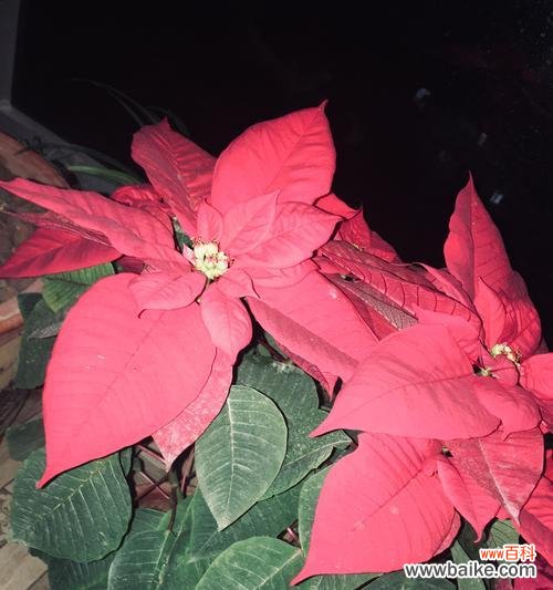 盛开的希望 一品红花语与传说故事