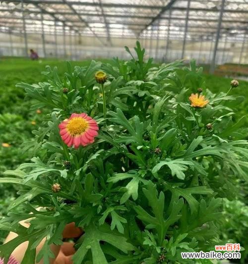 樱草花语的意义及相关的传说故事 樱草之花语与传说