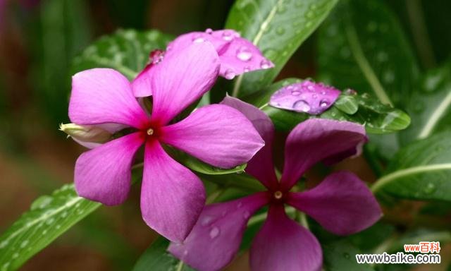 探寻蔓长春花的美丽语言 蔓长春花的花语