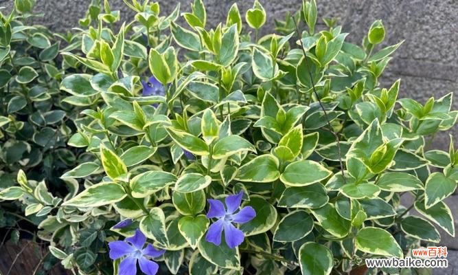 探寻蔓长春花的美丽语言 蔓长春花的花语