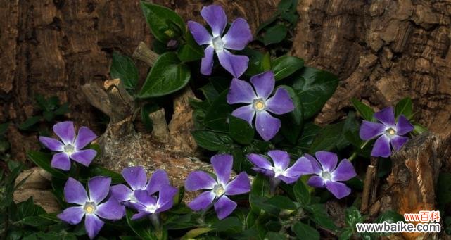 探寻蔓长春花的美丽语言 蔓长春花的花语