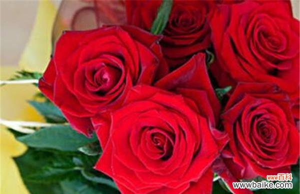 探寻玫瑰花的深层内涵 玫瑰花语与意义