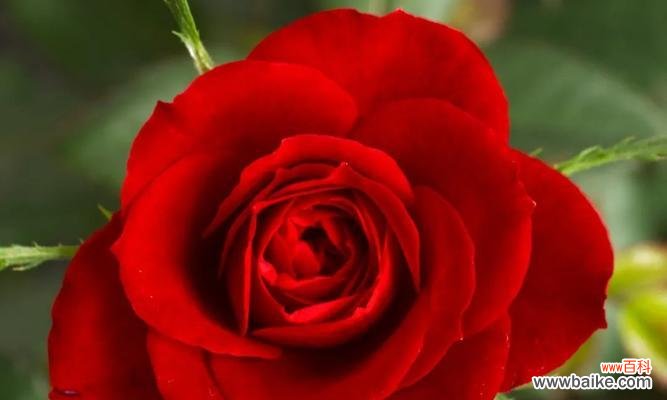 19朵玫瑰花花语解读 19朵玫瑰花的花语