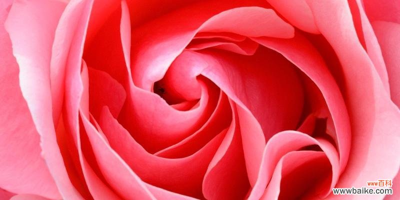 19朵玫瑰花花语解读 19朵玫瑰花的花语