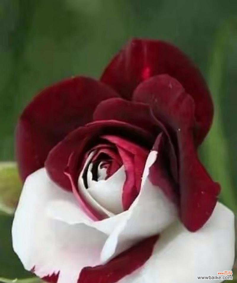 19朵玫瑰花花语解读 19朵玫瑰花的花语