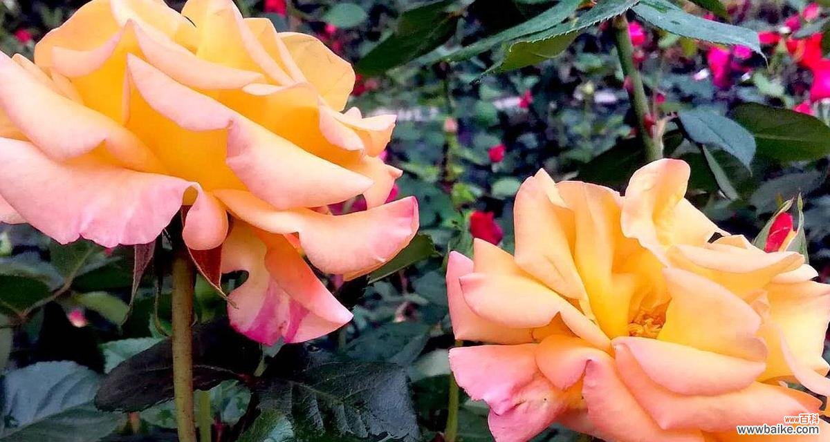 以花语为窗 花开时，爱随馨香飘溢——探寻玫瑰和月季的花语