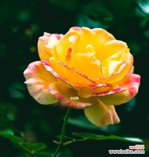 了解玫瑰花品种 玫瑰花的品种与含义