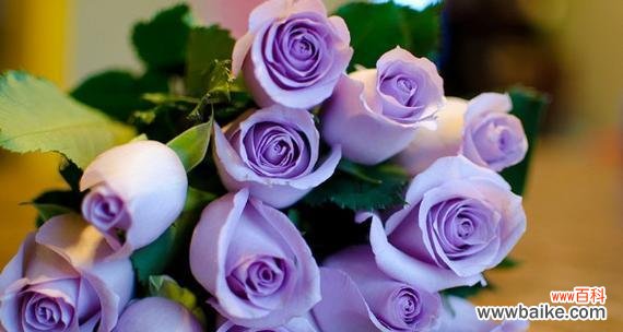 探寻玫瑰花的心语与情感 玫瑰花花语与寓意的深度解读