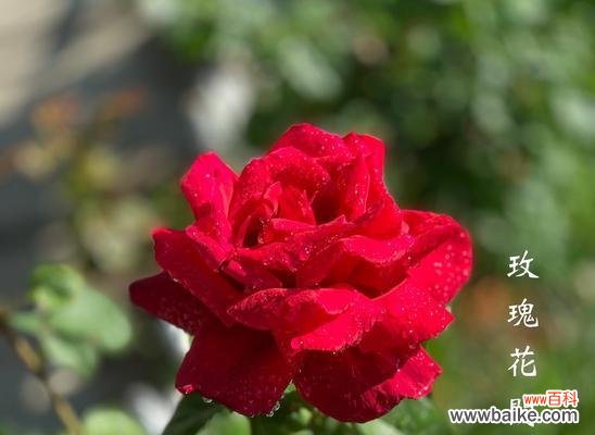 传递温馨、和谐与关爱 玫瑰家庭