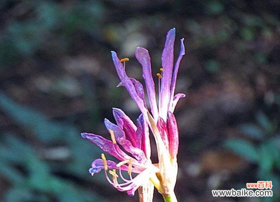 玫瑰石蒜花语的丰富内涵与神秘传说 玫瑰石蒜