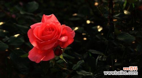 爱情 玫瑰花在西方文化中的象征意义