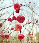 探索梅花的花语 梅花之语