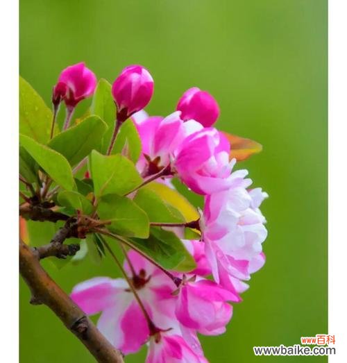 揭秘粉色郁金香的隐含寓意和传递的花语 粉色郁金香的花语和寓意