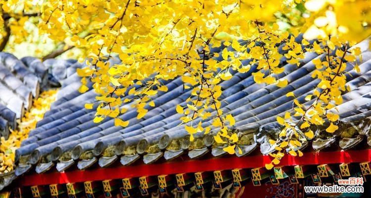 探索银杏作为象征的深层含义 银杏的象征意义及其寓意