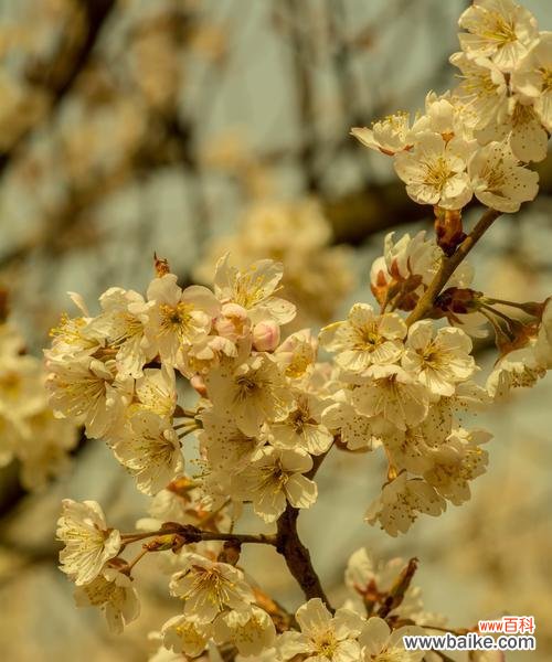 美丽与短暂的樱花盛宴 樱桃花的寓意与象征
