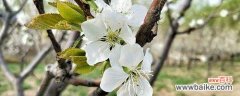 美丽与短暂的樱花盛宴 樱桃花的寓意与象征