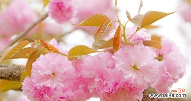 探索樱花的花语及其代表意义 樱花的美丽与寓意