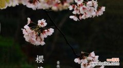 绽放着梦幻与希望的“樱花”世界 樱花的花语与传说