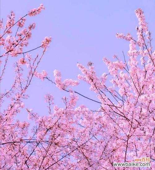 绽放着梦幻与希望的“樱花”世界 樱花的花语与传说