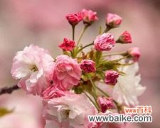 绽放的希望 樱花与生命的美好相遇