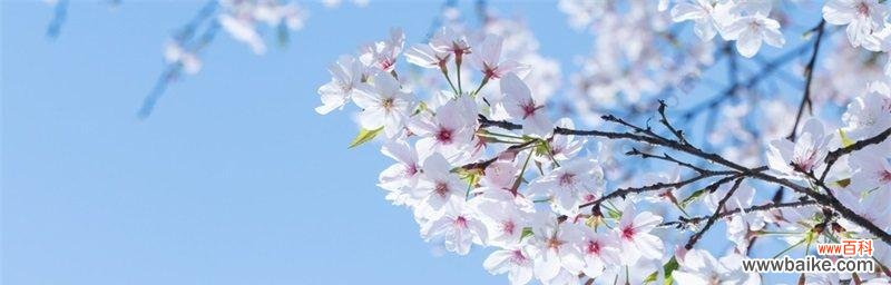 绽放的希望 樱花与生命的美好相遇