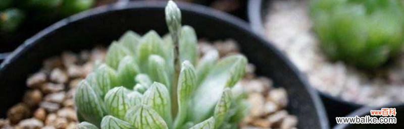 古老神秘的自然奇观 玉露开花的意义和象征