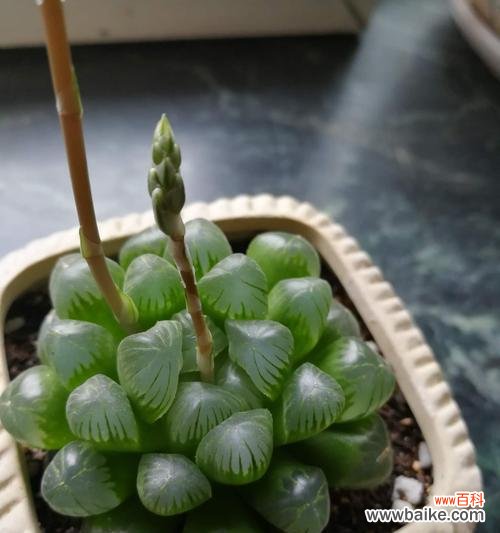 古老神秘的自然奇观 玉露开花的意义和象征