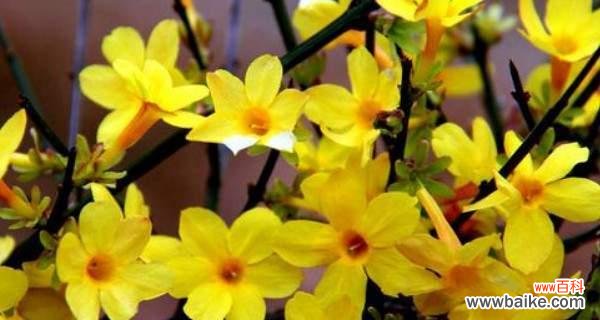 迎春花——展示新年希望的鲜花 迎春花的美丽与寓意