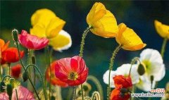 一朵花的情感告白 虞美人花语