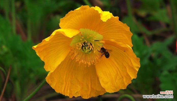 一朵花的情感告白 虞美人花语