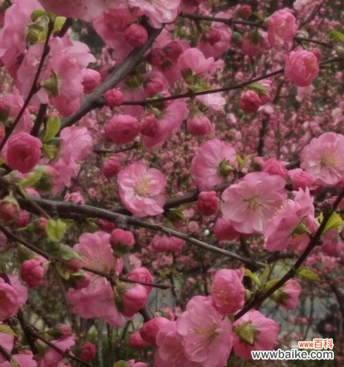 以榆叶梅的花语-传达纯洁与坚强 以榆叶梅的花语及作用