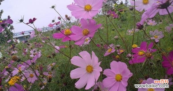 探秘榆树的芬芳与神秘 榆树的花语与传说