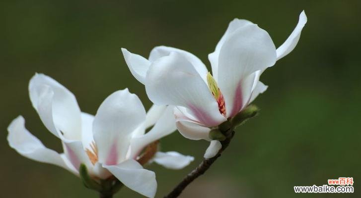 探秘榆树的芬芳与神秘 榆树的花语与传说